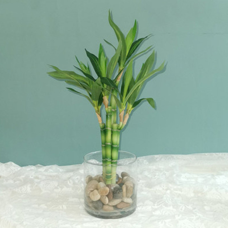 Aquarium Plant In Pot - Neue 40cm Künstliche Glücksbambus-Sukkulentenpflanze, Grüne Topfpflanze