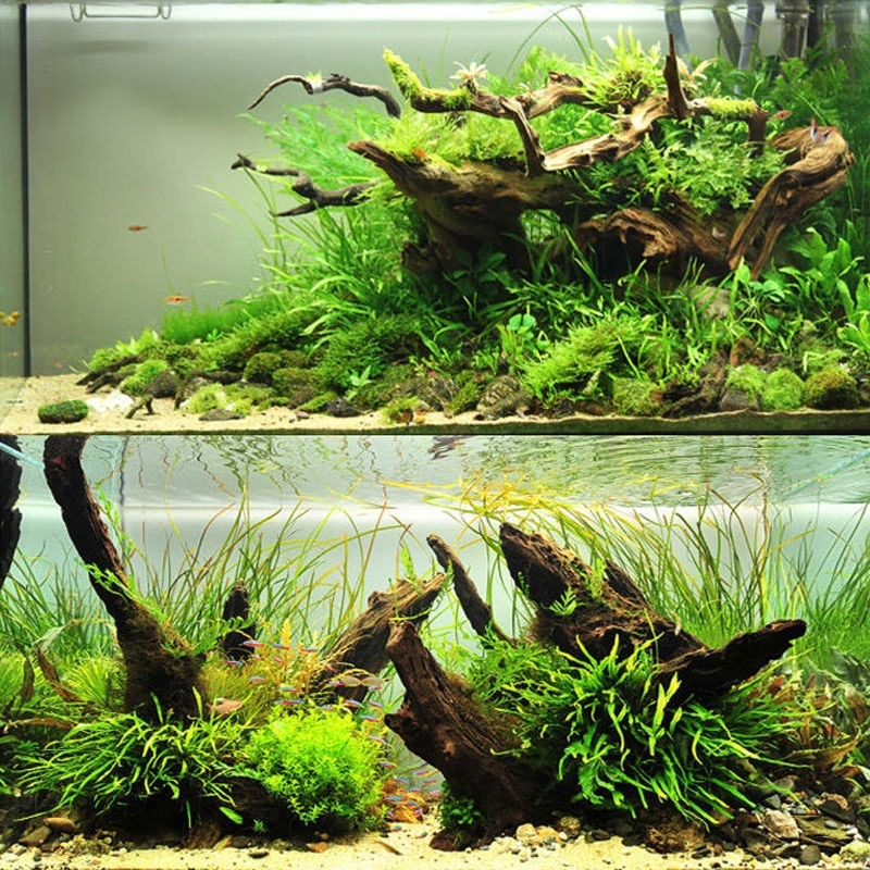 Planted Aquarium With Driftwood - Natürliches Treibholz, Aquarium, Moos, Baumform, Dekoration