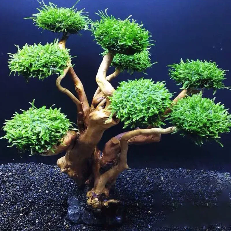 Planted Aquarium With Driftwood - Aquarium-Pflanzen-Dekoration: Moosbaum, Holz, Wurzelholz, Aquatisches Gras,