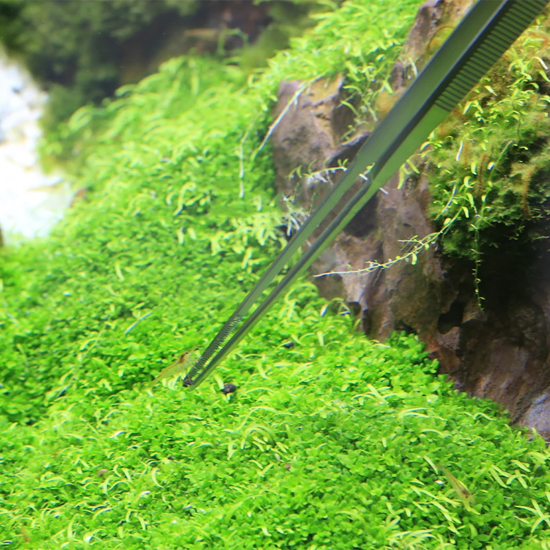 VIV ADA Qualität Aquatic Pro P – Planted Aquarium Ada Bewertung und Preis