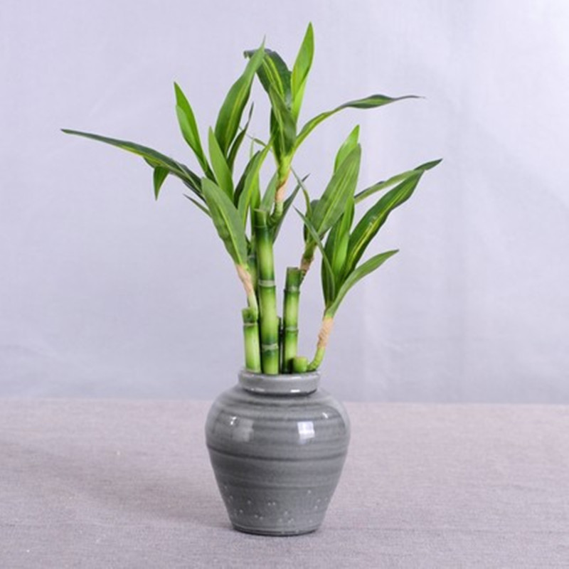 Neue 40cm Künstliche Glücksbam – Aquarium Plant In Pot Bewertung und Preis