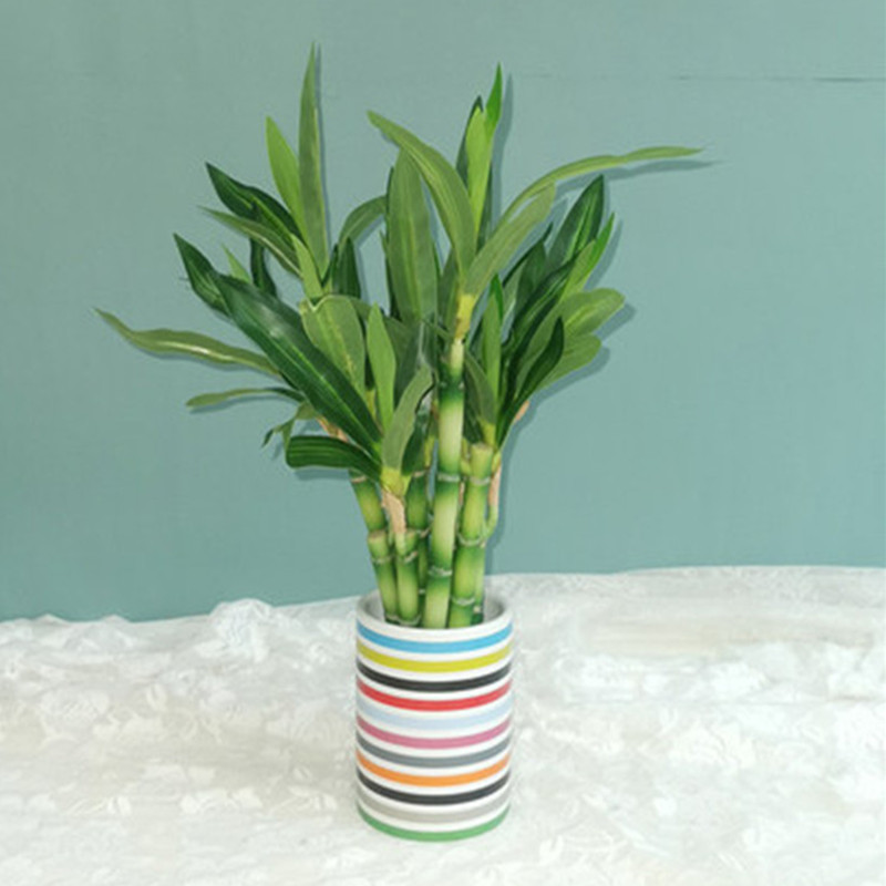 Neue 40cm Künstliche Glücksbam – Aquarium Plant In Pot Bewertung und Preis