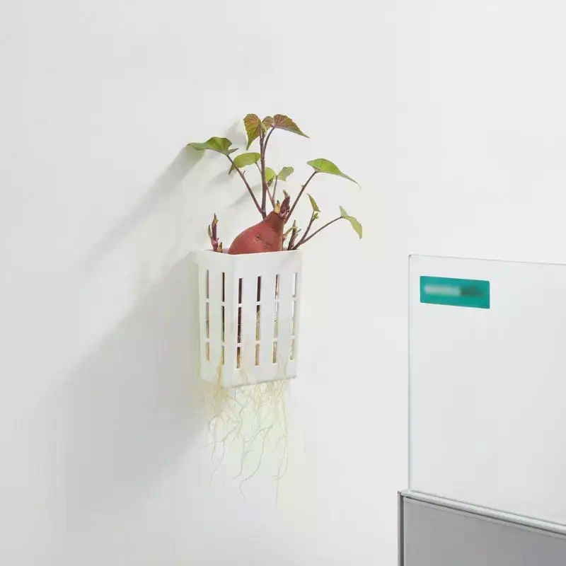 1 Stück Hydroponischer Stützko – Aquarium Plant In Pot Bewertung und Preis