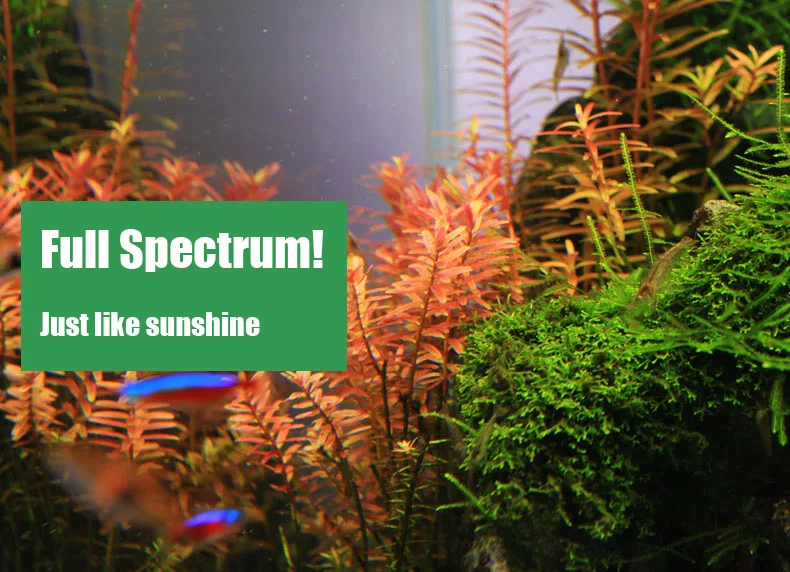 Spirituosen C-Serie ADA-Stil P – Planted Aquarium Ada Bewertung und Preis