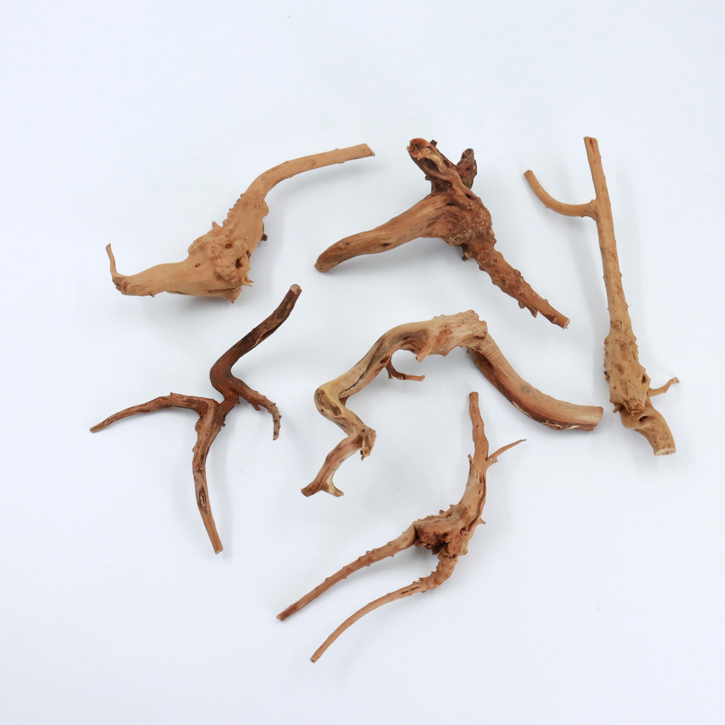 2 Stück Natürliche Kleine Spid – Planted Aquarium With Driftwood Bewertung und Preis