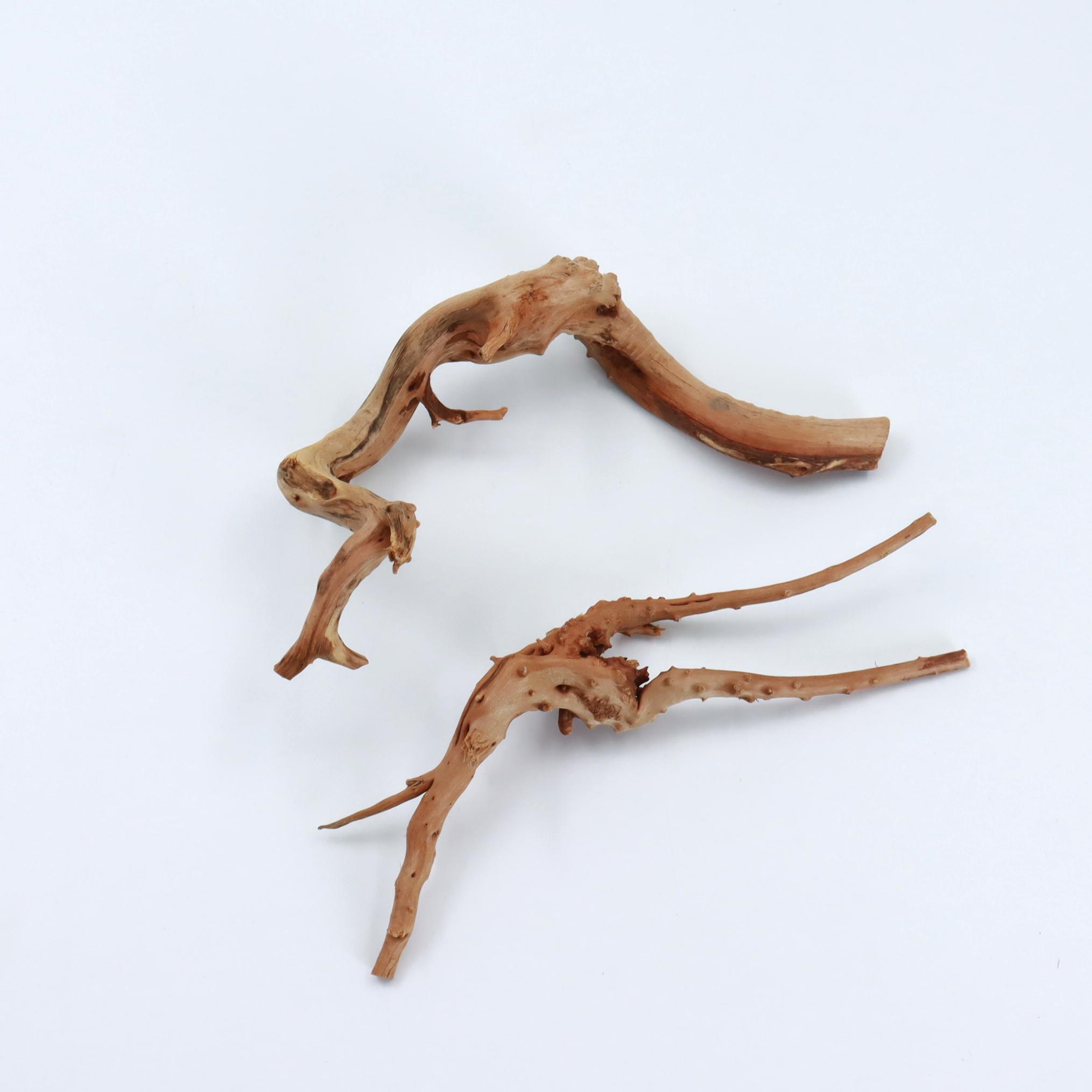 2 Stück Natürliche Kleine Spid – Planted Aquarium With Driftwood Bewertung und Preis