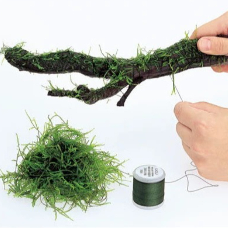 Biologisch Abbaubarer Aquarium – Planted Aquarium With Driftwood Bewertung und Preis