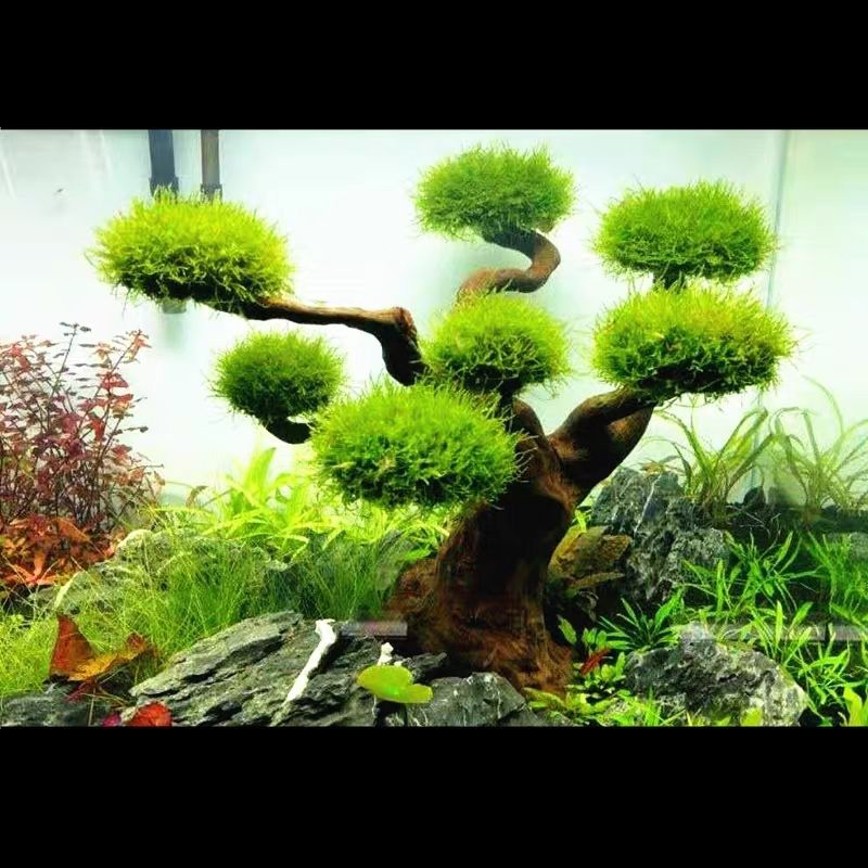 Aquarium Dekoration Moos Treib – Planted Aquarium With Driftwood Bewertung und Preis