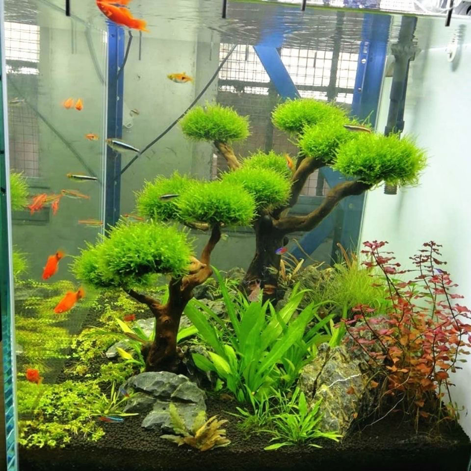 Aquarium Dekoration Moos Treib – Planted Aquarium With Driftwood Bewertung und Preis